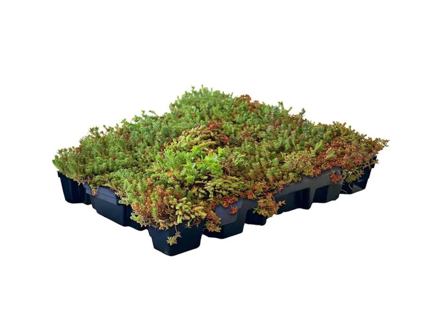Sedum Click 'n Go Lichtgewicht 37.3 x 57.3 cm - Afbeelding 1